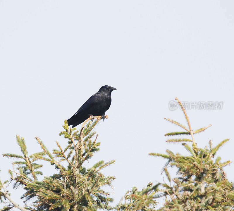 腐肉乌鸦(Corvus corone)